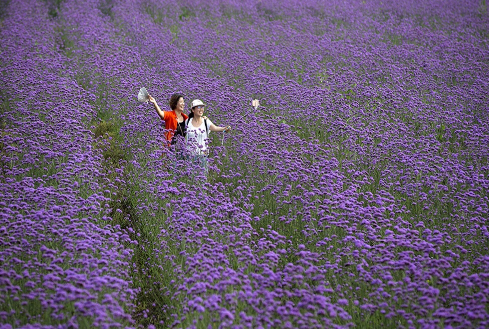 淮安薰衣草莊園