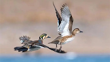 “候鳥”回歸 萬鳥飛抵白馬湖國(guó)家濕地公園