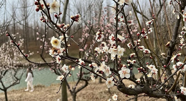 【花期預告】踏青賞梅好(hǎo)時(shí)節 白馬湖畔覓芳蹤