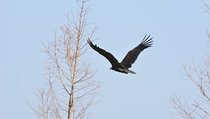 白馬湖濕地開(kāi)展救助野生鳥類放飛活動