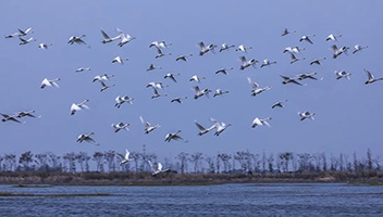 白馬湖國(guó)家濕地公園生态保護與修複成(chéng)效明顯